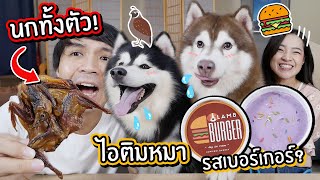 ขนมหมาสุดแปลก! นกทั้งตัว! ไอติมหมารสเบอร์เกอร์!