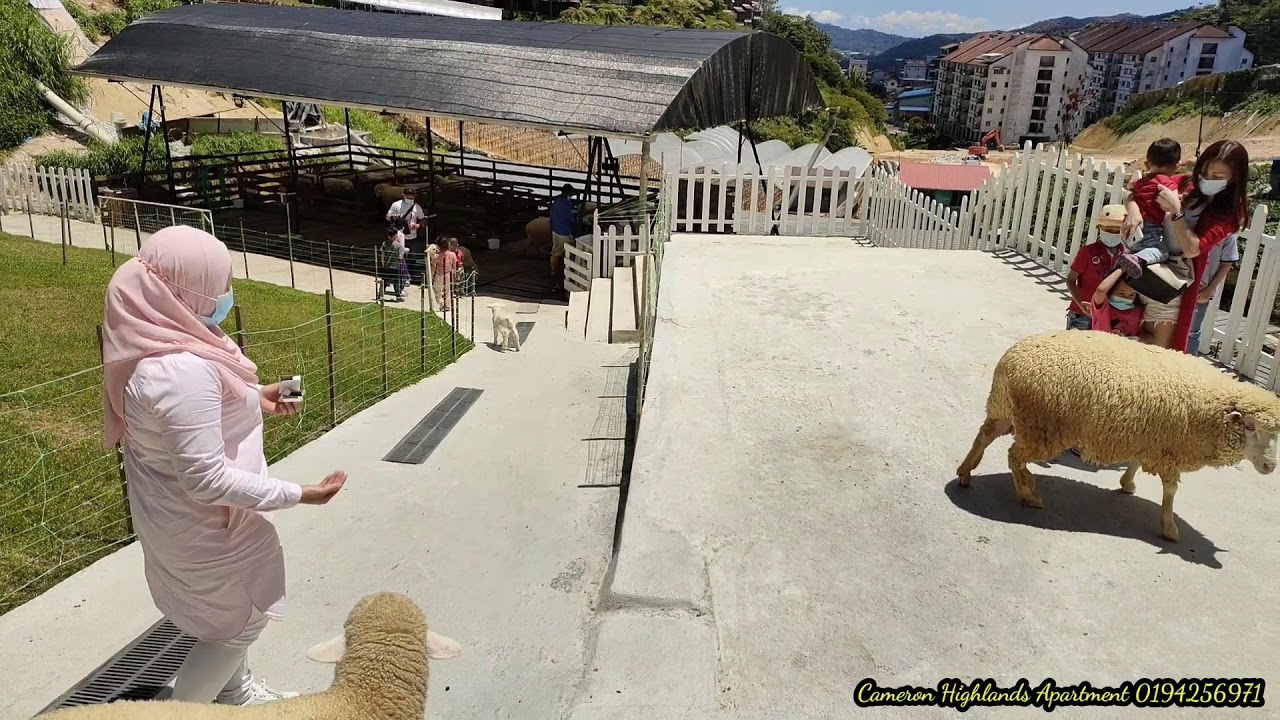 The Sheep Sanctuary Kambing Biri Biri Cameron Highlands Pahang Malaysia