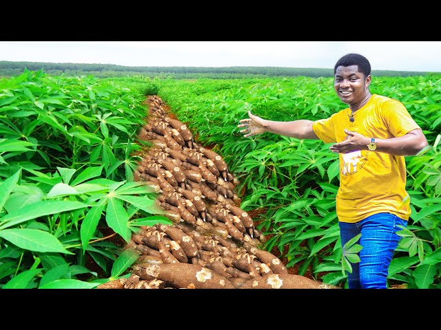 How To Grow and Harvest Cassava in Less Than 7 months!! #cassava #charlesfarmingproject #africa class=