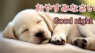 【子犬と眠れる音楽】今夜はラブラドール・レトリバーの子犬と一緒に眠ろう💤 🐶Sleep music with puppies @sleepingdogs2123 by 今夜も子犬と眠ろう 56 views 4 weeks ago 22 minutes