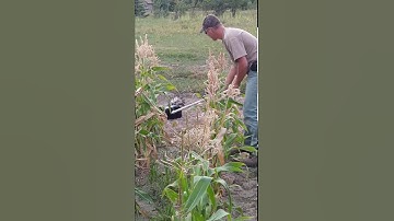 Dispatching Skunk with Kill Pole