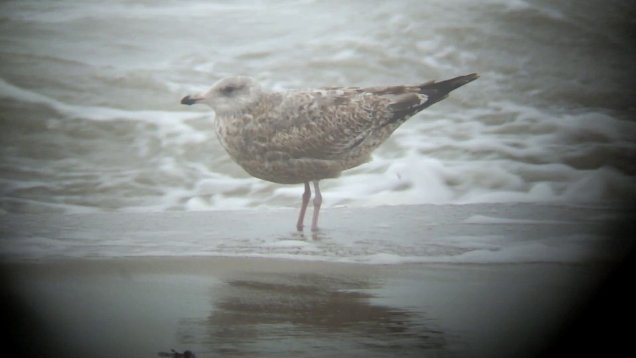 American Herring Gull 2nd cy Larus smithsonianus Amerikaanse