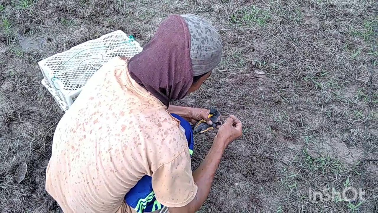 CARA MENANGKAP BURUNG JALAK PART 1 
