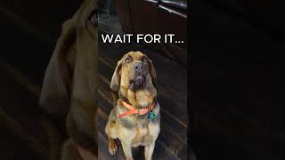 Hilarious Bloodhound! #shorts