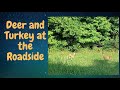 Deer and Wild Turkey at the Roadside