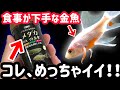 食事が下手な金魚の ごはんを変えてみた
