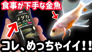 食事が下手な金魚の ごはんを変えてみた