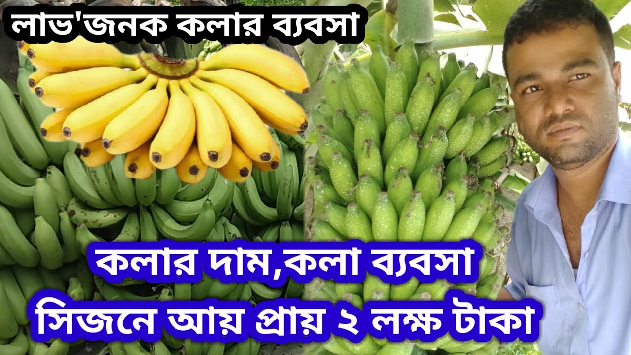 লাভজনক কলা ব্যবসা | সিজনে আয় প্রায় ২ লক্ষ টাকা | কৃষক পর্যায়ে কলার দাম,কলার ব্যবসা Banana_business