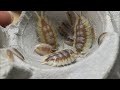 Baby Porcellio Expansus and Other Isopods