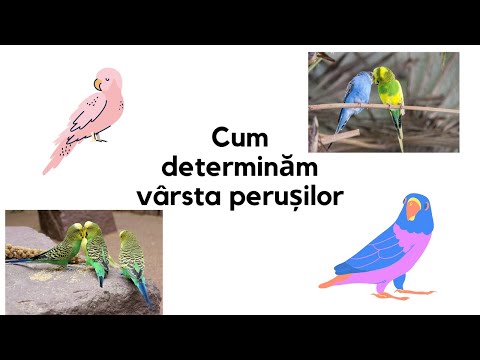 Video: Cum Se Determină Vârsta Unui Papagal