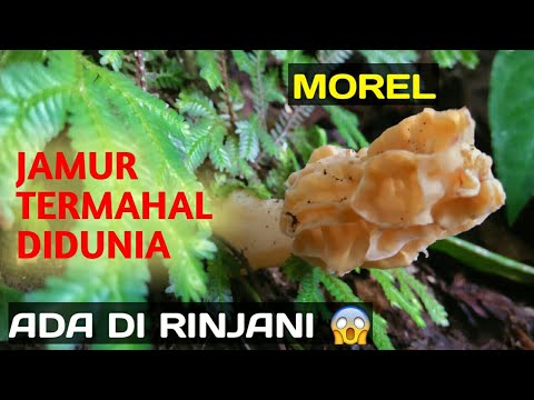 Video: Berapa nilai jamur morel?