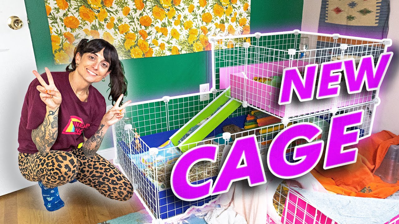 NEW C&C CAGE Setup For Guinea Pigs! YouTube