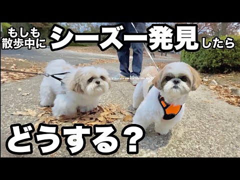 お散歩中にシーズーに会った時の飼い主の反応が「めっちゃ」でしたwww【あるある】