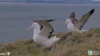 Royal Albatross - Together is better ... Āwheo & Miss NP have reached a pleasant companionship 💕