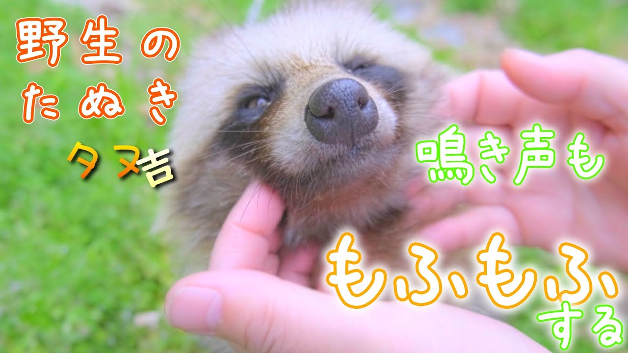 【たぬきエピソード】たぬきちがかわいいのでモフモフする。鳴き声を出すたぬきちが可愛すぎる。 - YouTube