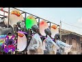 ပြိုင် DJ ဝီးးဝီးးဝီးး New Mon Remix 2026 DJ PG Remix KM | MMK Sa