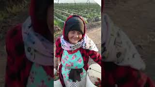 Una abuelita trabajando de cortar fresas🍓🍓