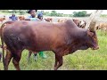 Mkingwa Lupembe Limbu Nziku Official Video 