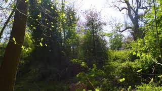 Free Sound Effects - Nature Sounds Birds (Royalty free Nature Sounds No Copyright Sound Effects)