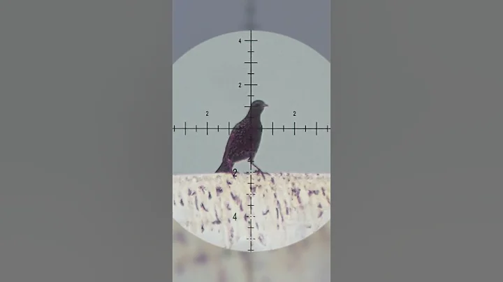 Did you see that? I almost got TWO! Airgun Kills Bird with Ease!