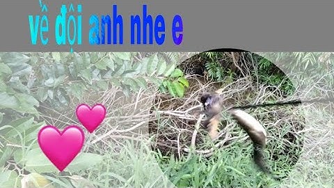 câu cá lóc bằng vịt con.Quá Nhanh Quá Nguy Hiểm