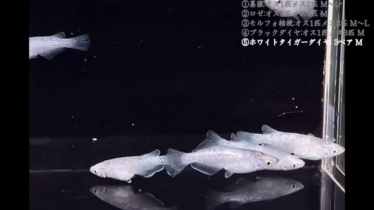 【受け付け終了中】激安出品！！メダカ大量（総額5万円以上） LIVE】めだかオークション開催！ 豪華ラインナップ10点が登場