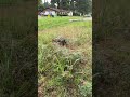 Jungle near home 🏠 #usa #viral #trending #youtubeshorts #usalife #reels
