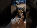 #dog #amigos #youtubeshorts #tendencias #tiktok #tiktokvideo #diversion #dogshorts #youtube #funny