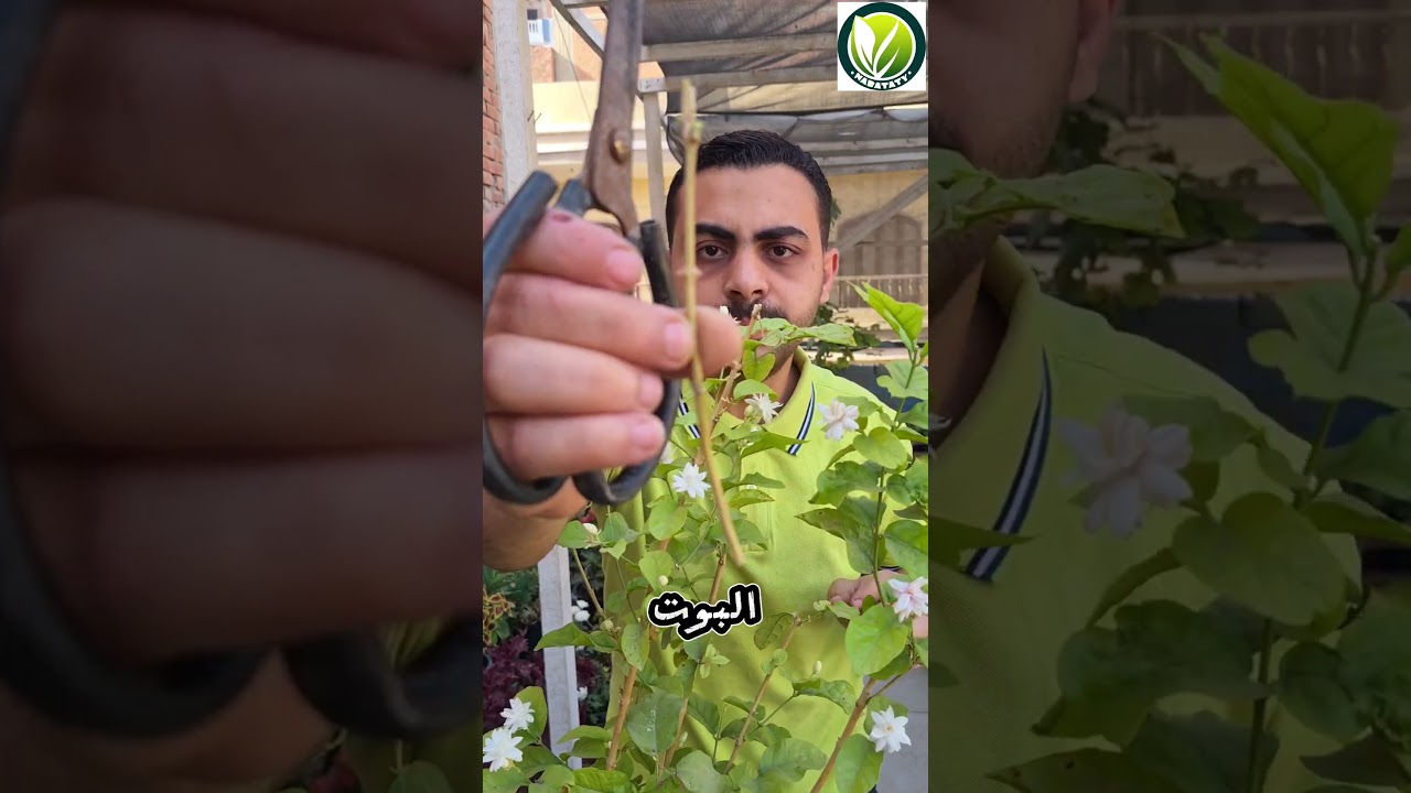 زراعة الفل 🌿🌸 #اشجار #زراعة #زراعة_الأسطح #plants #garden #اكسبلور