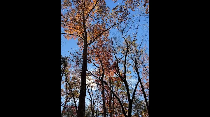 Falling Leaves