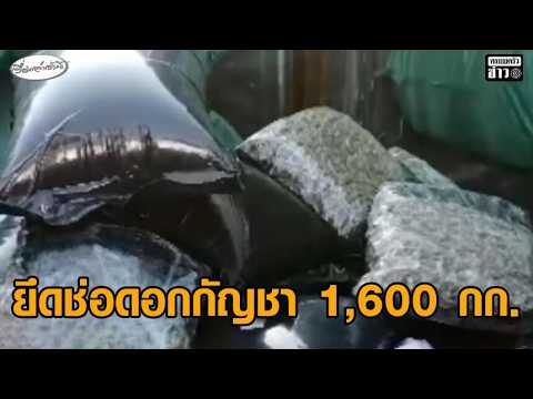 ศุลกากรแหลมฉบัง ยึดช่อดอกกัญชา 1,600 กิโล มูลค่ากว่า 16 ล้าน ซุกในสินค้าส่งเนเธอร์แลนด์