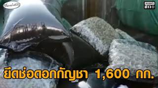 ศุลกากรแหลมฉบัง ยึดช่อดอกกัญชา 1,600 กิโล มูลค่ากว่า 16 ล้าน ซุกในสินค้าส่งเนเธอร์แลนด์