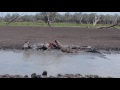 Crocodile vs zebra in selous game reserve