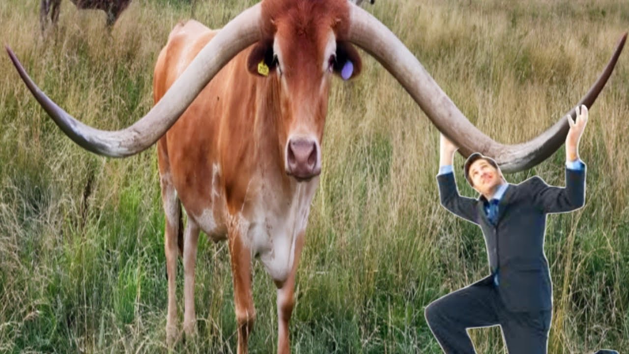 Worlds Longest Horns Texas Longhorn Cow | Full Documentary By AJ Cattle info