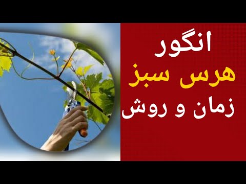 تصویری: انگور رد گلوب و هرس تابستانی آن