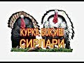 КУРКА БОКИШ БИЗНЕСИ. KURKA BOQISH BIZNESI.