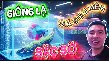 GHÉ THĂM CỬA HÀNG CÁ CẢNH ( CÁ KIỂNG ) TẠI ĐÔ THỊ SÀI GÒN TP.HCM | KHÁM PHÁ NHIỀU CÁ ĐỘC LẠ #fish