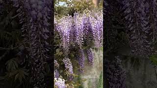 Gartentipp-Blütenexplosion Wisteria/Glyzinie nach richtigem Winterschnitt #garden  #wisteria #garten