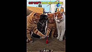 This Cat Thinks It's Strong… But Watch This 😂🐱 #catlife #shortsfeed