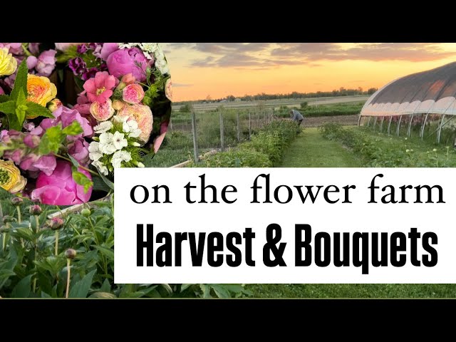 Flower Harvest & Bouquets on the Flower Farm : Zone 5 : cut flowers : spring flowers