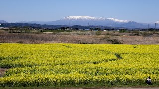 残雪の蔵王と菜の花の共演