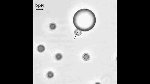 TACTOM - Three-dimensionnal exploration an haptic optical tweezer