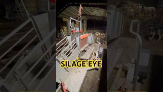 Sheep silage eye #ritchie #combiclamp #vet #sheep #shepherd