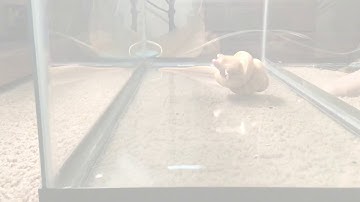 Albino Burmese Python live feeding (PART 2)