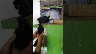 Ludogorski Gilibi Gr. Isperih Bayramali Cakici Baba