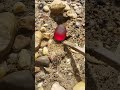 Dragon Egg #red #stone #usa #uk #fyp #viral