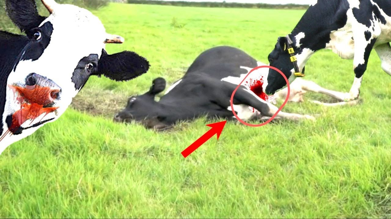 The Latest Pregnancy Method 2022 How To Milk Cows On The Modernest