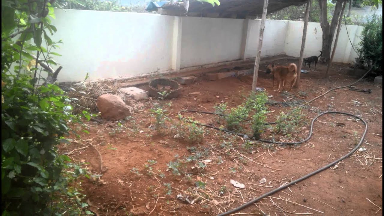 Pet Boarding Hyderabad YouTube