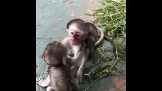 Kumpulan Monyet Lucu (Versi @Katababa_)