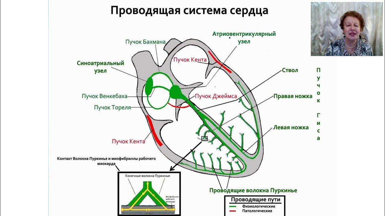 узлы и пучки проводящей системы сердца. проводящая система сердца анатомия. проводящая система сердца экг. схема строения проводящей системы сердца. проводящая система сердца ее структура функции.